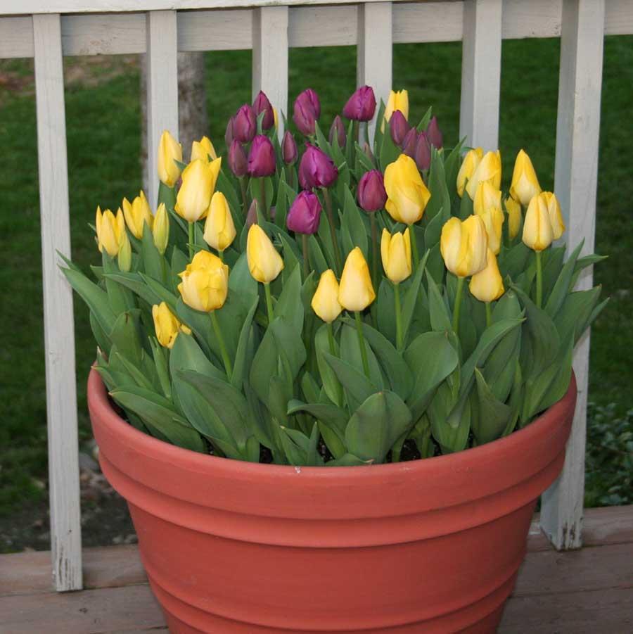 planting-spring-bulbs-in-pots-whitehouse-landscaping